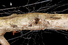 Paramatachia decorata