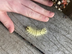 Acronicta americana