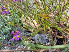 Senecio arenarius