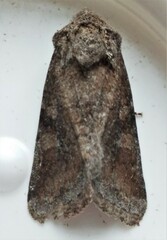 Lacinipolia meditata