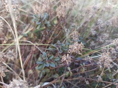 Thymus pulegioides