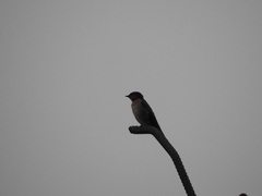 Hirundo tahitica