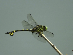 Sinictinogomphus clavatus