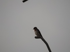 Hirundo tahitica