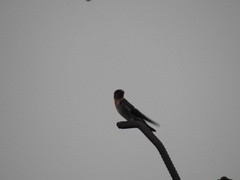 Hirundo tahitica