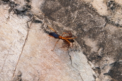 Leptodialepis bipartitus