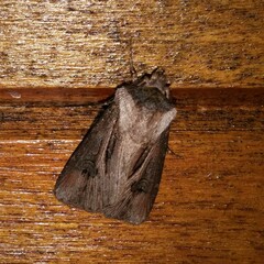 Agrotis venerabilis