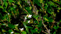 Alyxia buxifolia