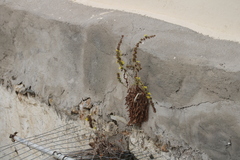 Lactuca acanthifolia