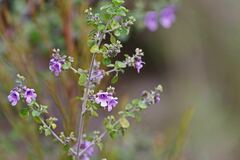Prostanthera rotundifolia