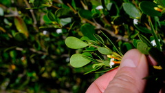 Alyxia buxifolia