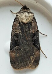 Pseudohermonassa bicarnea