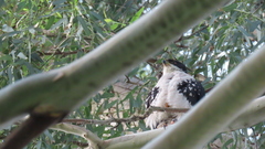 Accipiter melanoleucus