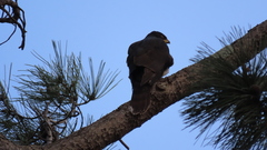 Accipiter melanoleucus