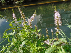 Mentha spicata