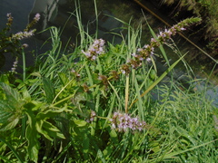 Mentha spicata