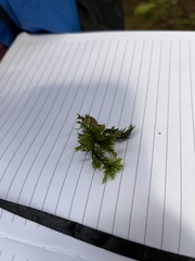 Thamnobryum alopecurum