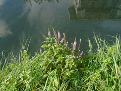 Mentha spicata