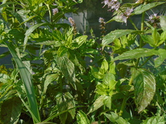 Mentha spicata