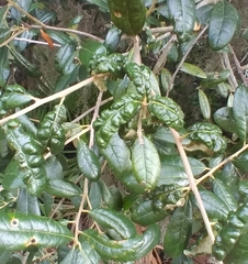 Taphrina caerulescens