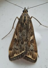 Loxostege cereralis