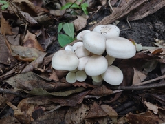 Leucocybe connata