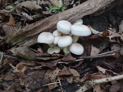 Leucocybe connata