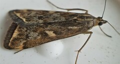 Loxostege cereralis