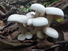 Leucocybe connata