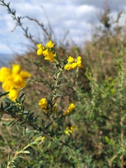 Berberis empetrifolia