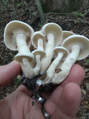 Leucocybe connata