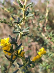 Berberis empetrifolia