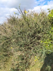 Berberis empetrifolia