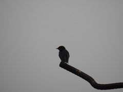 Hirundo tahitica