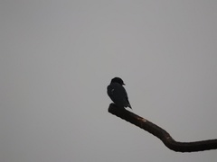Hirundo tahitica