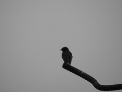 Hirundo tahitica