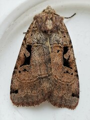 Xestia normanianus