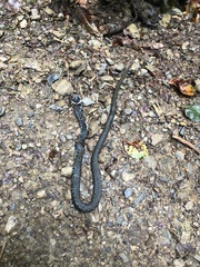 Natrix astreptophora