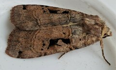 Xestia normanianus