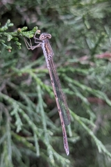 Sympecma fusca