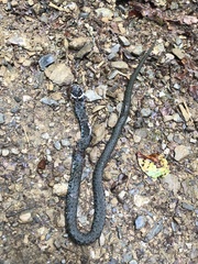 Natrix astreptophora