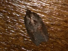 Acleris maculidorsana