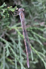 Sympecma fusca