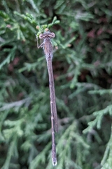 Sympecma fusca