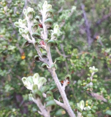 Bertya rotundifolia