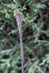 Sympecma fusca