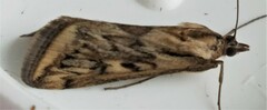 Loxostege cereralis