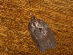 Acleris maculidorsana