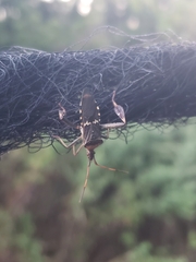 Leptoglossus clypealis