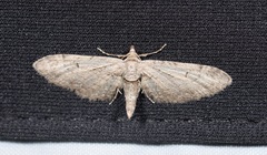 Eupithecia pauxillaria